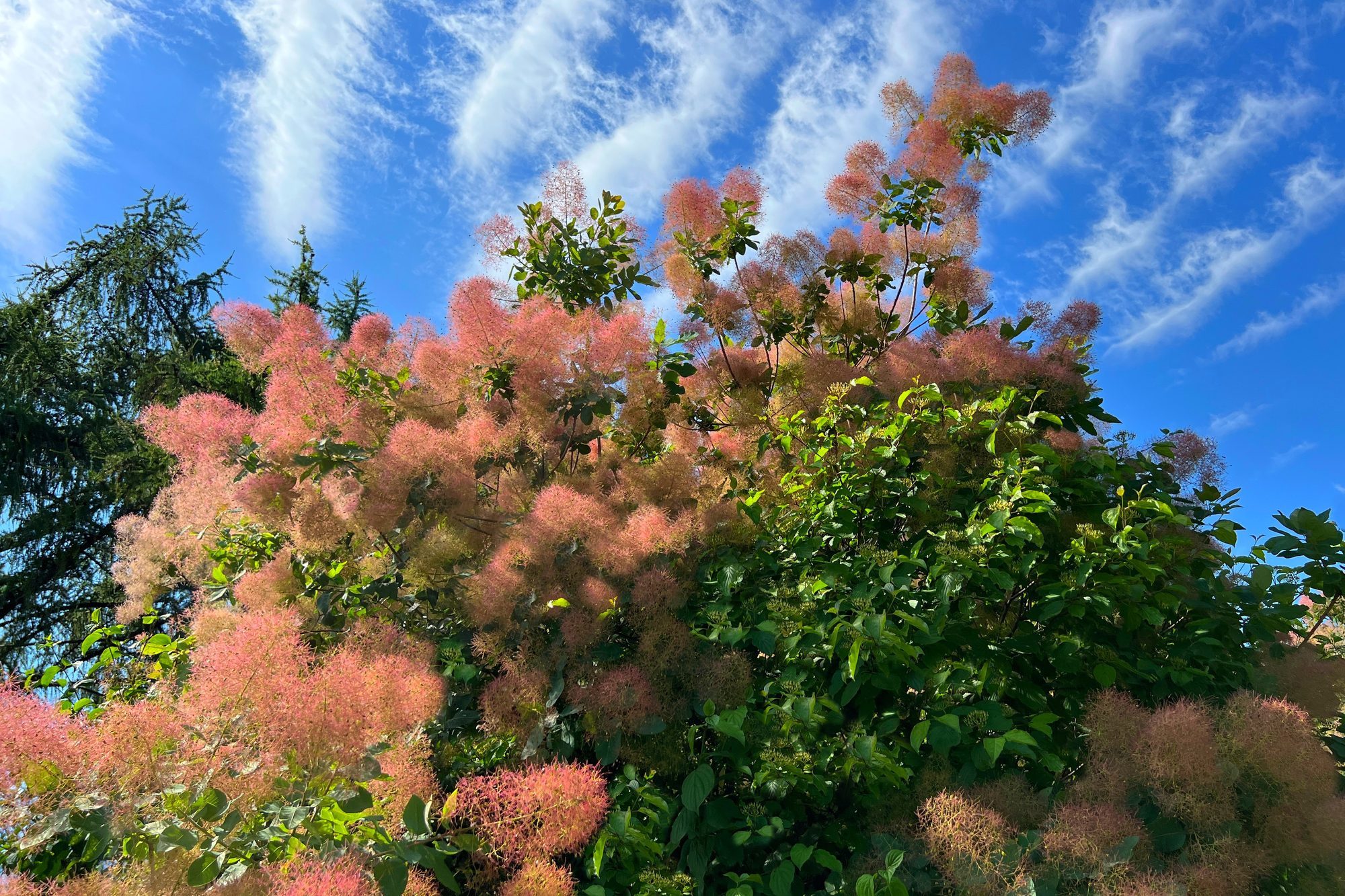 Smoke Bush Scumpia coggigria Smoke tree Cotinus fog, Venetian sumac, Smokebush, Wigtree, smoketree, Wig tree.