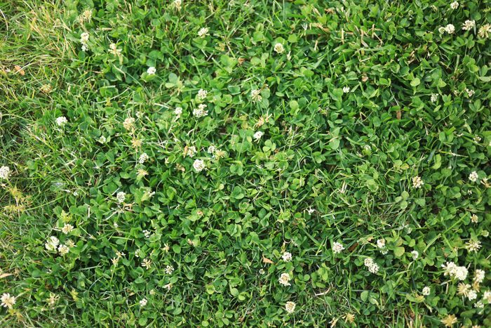 White clover common lawn weed plant