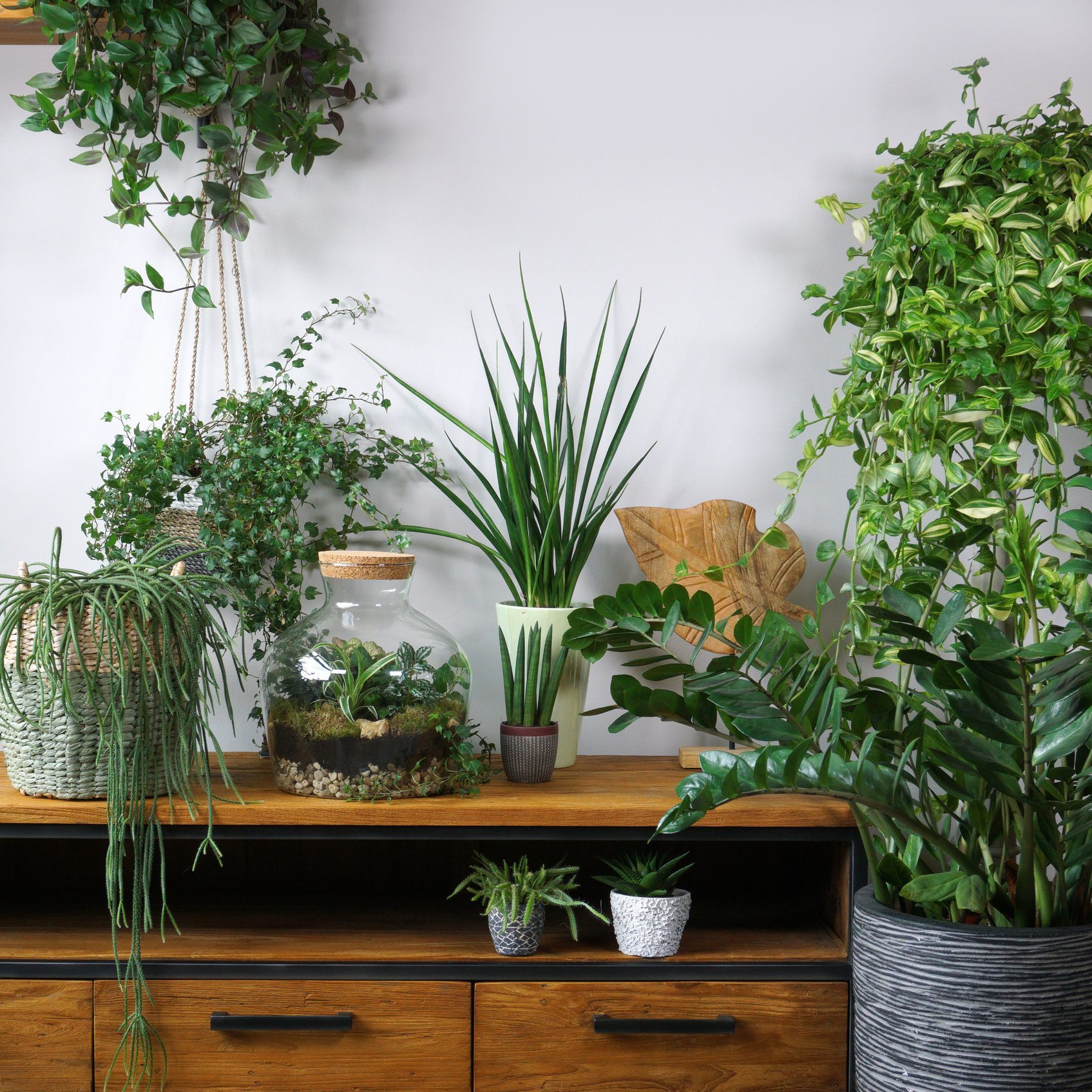 Different organic indoor plants to elevate your homen the table. Composition of home garden green industrial interior. Urban jungle interior with houseplants. green concept for magazine.