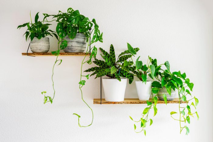 5 different potted foliage plants on floating shelves on a white wall to enhance the room