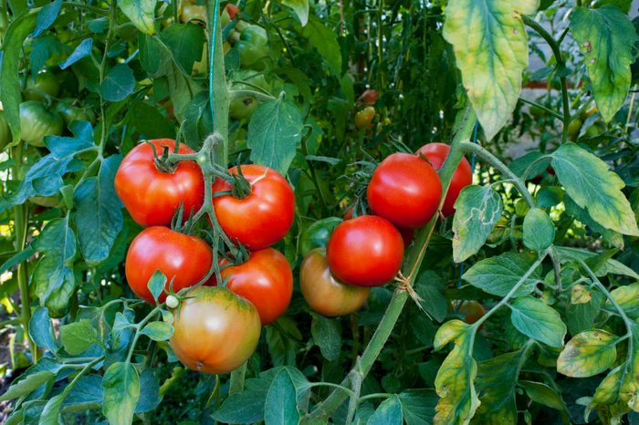 Close-up of tomatoes growing on plant