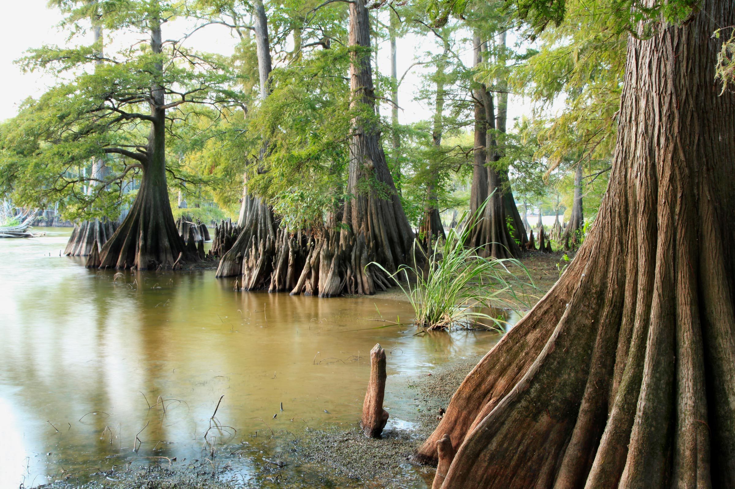 Swamp Bald Cypress Tree 