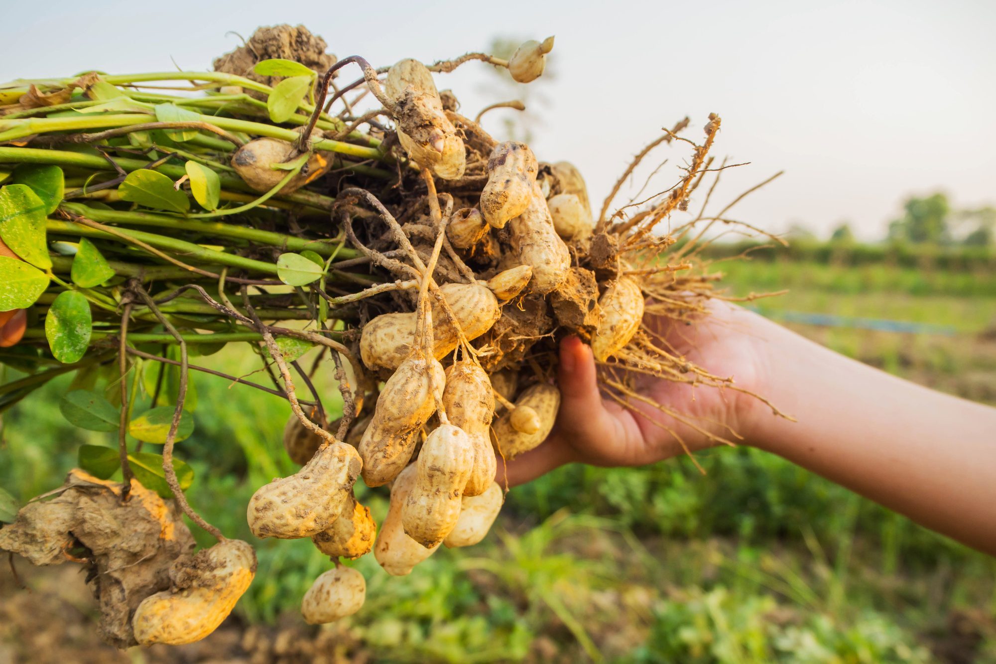 hands harvesting peanut plant