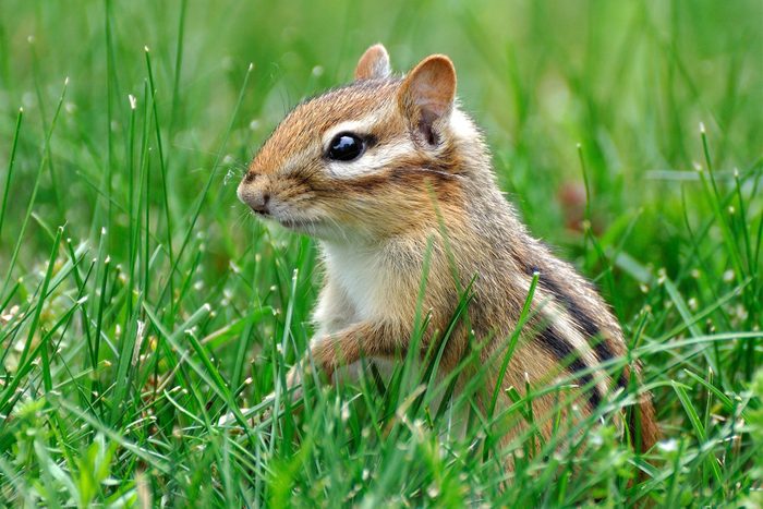 9 Worst Garden Pests And How To Get Rid Of Them Gettyimages 1525606043