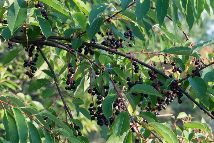 prunus padus berries on twig
