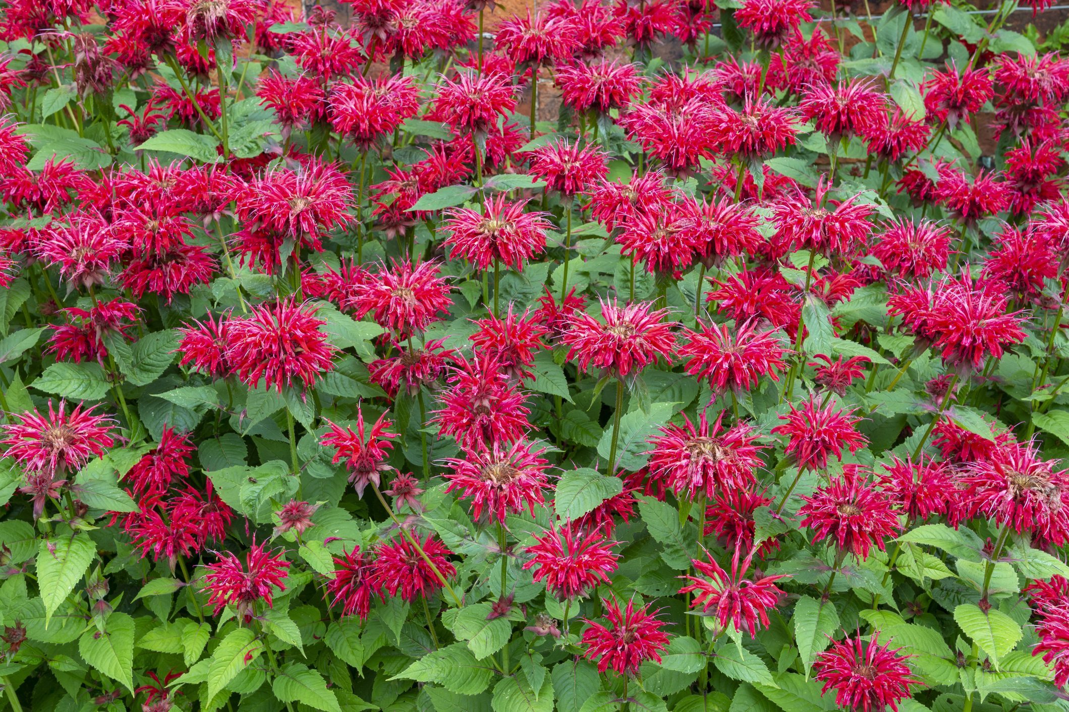 Monarda 