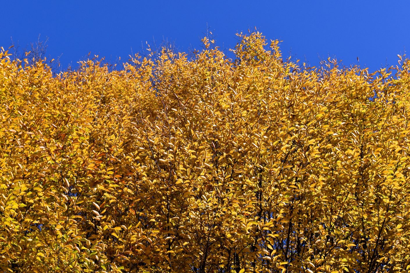 Carpinus caroliniana with autumn foliage in a garden