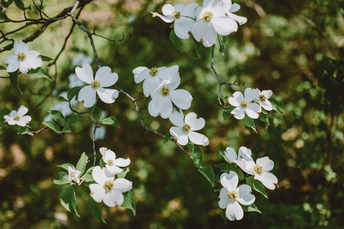 Dogwood Blossoms