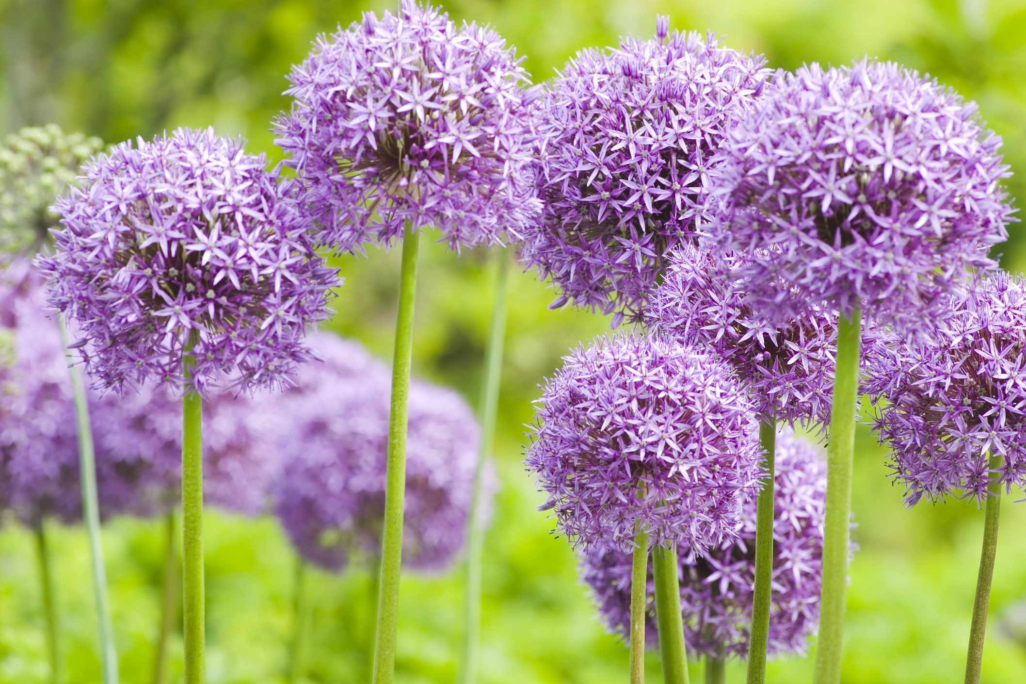 Allium 