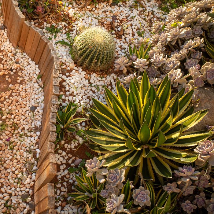 small succulent garden
