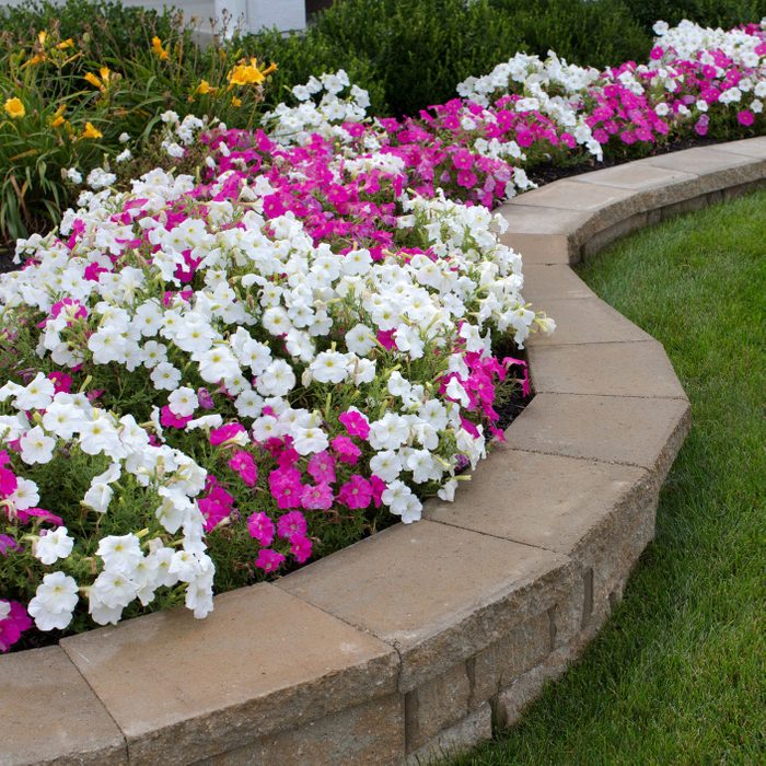 Pink and White Petunias