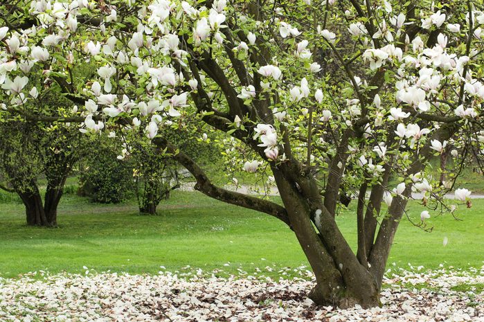 Blooming sweetbay magnolia on white petals