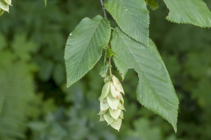 The ironwood or hophornbeam is a deciduous tree with extremely hardwood. The flowers are catkins and the fruit are hops.