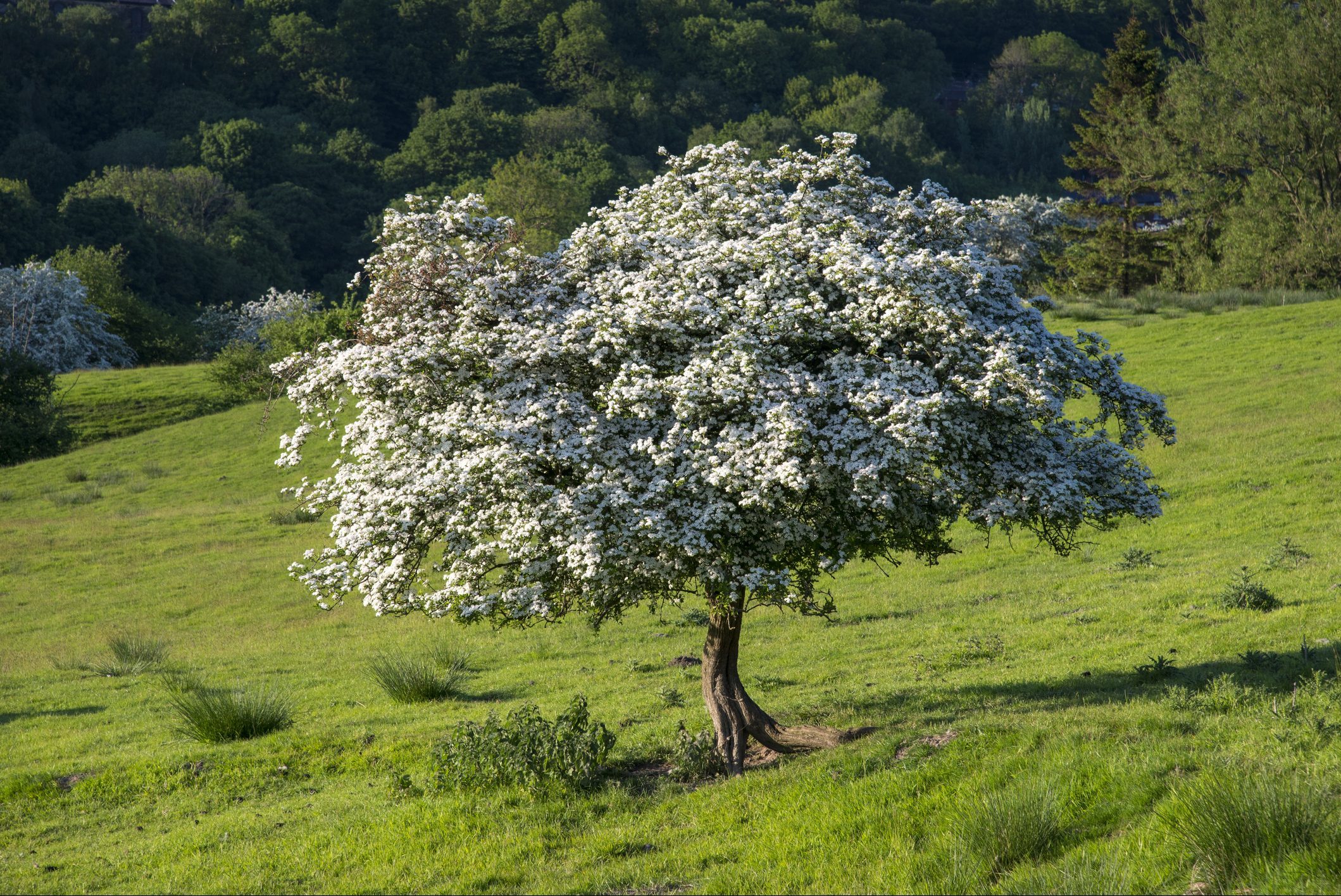 Single Hawthorn tree in full blossom in English countryside