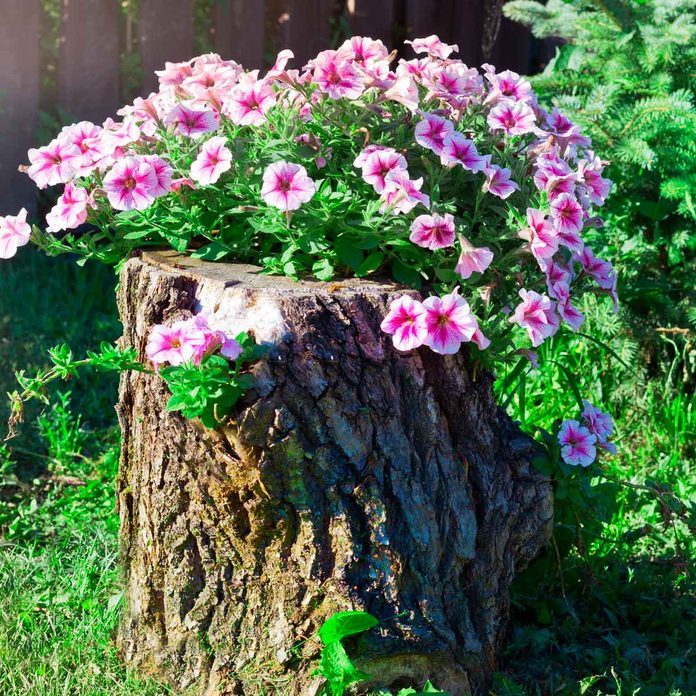 Shutterstock 771394891 Stump