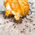 How to Get Rid of Ants in Your House and Yard