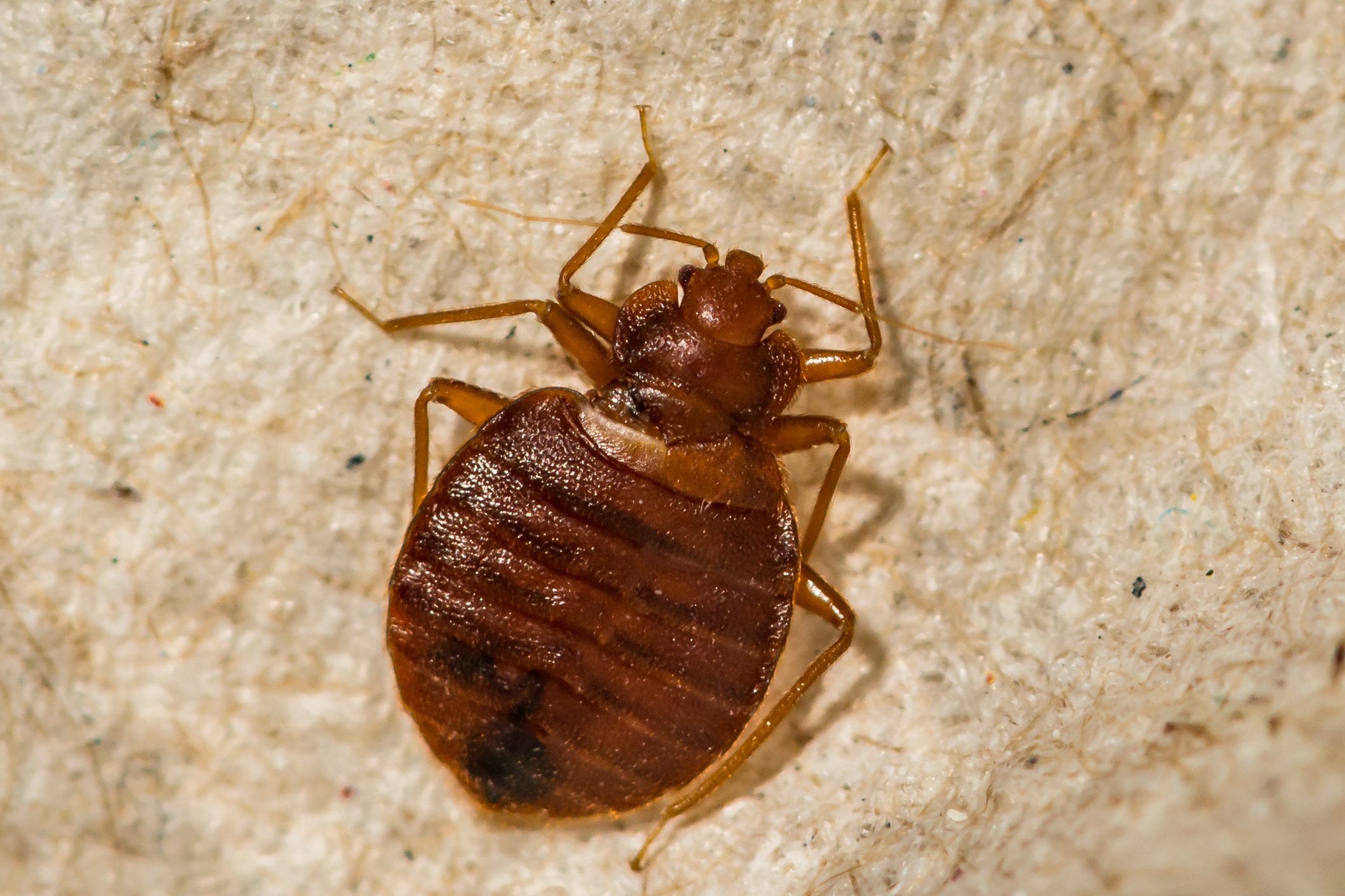 Female Bed Bug- Cimex lectularius