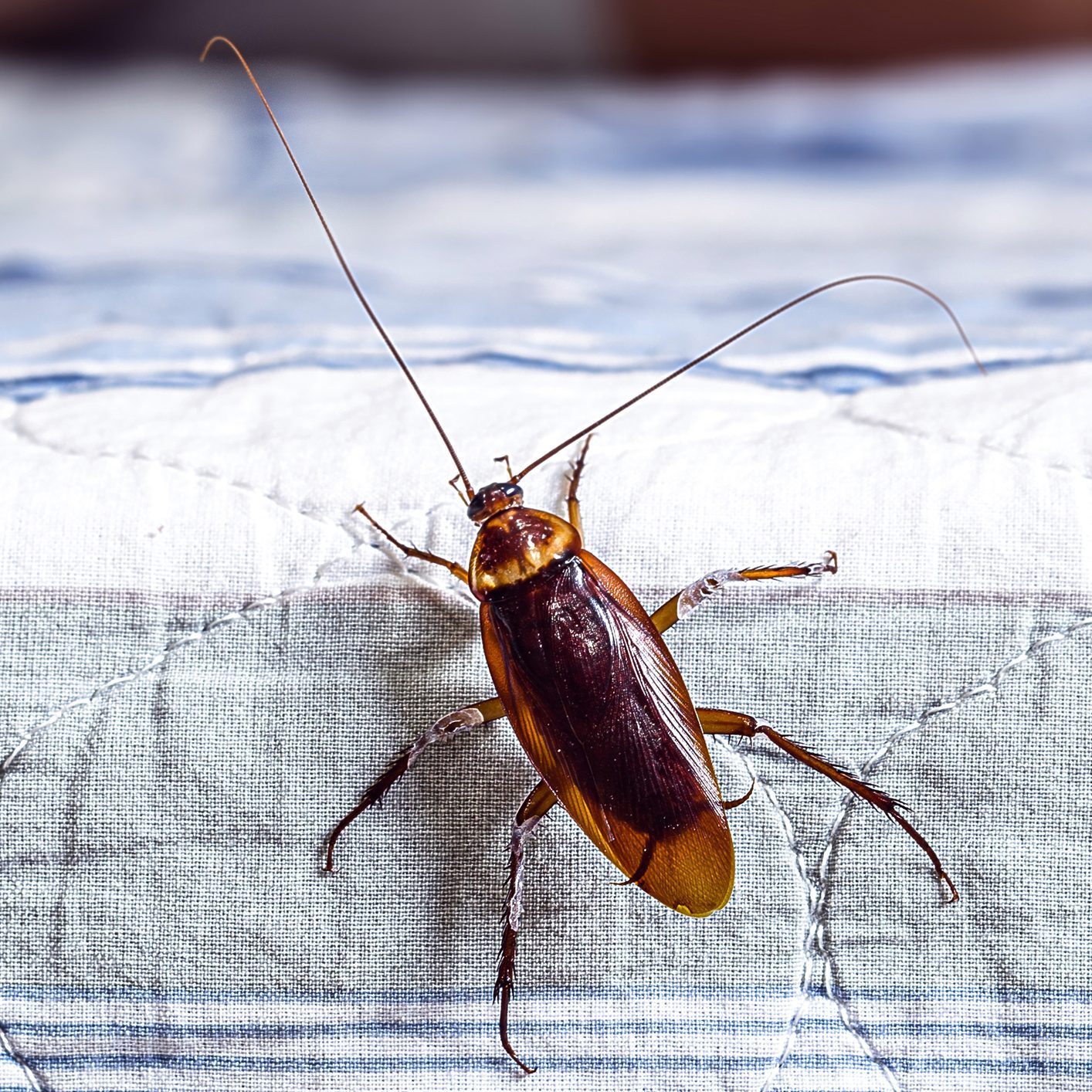 cockroach climbing on a bed, man sleeping in the background, insect problems at home, need for detection