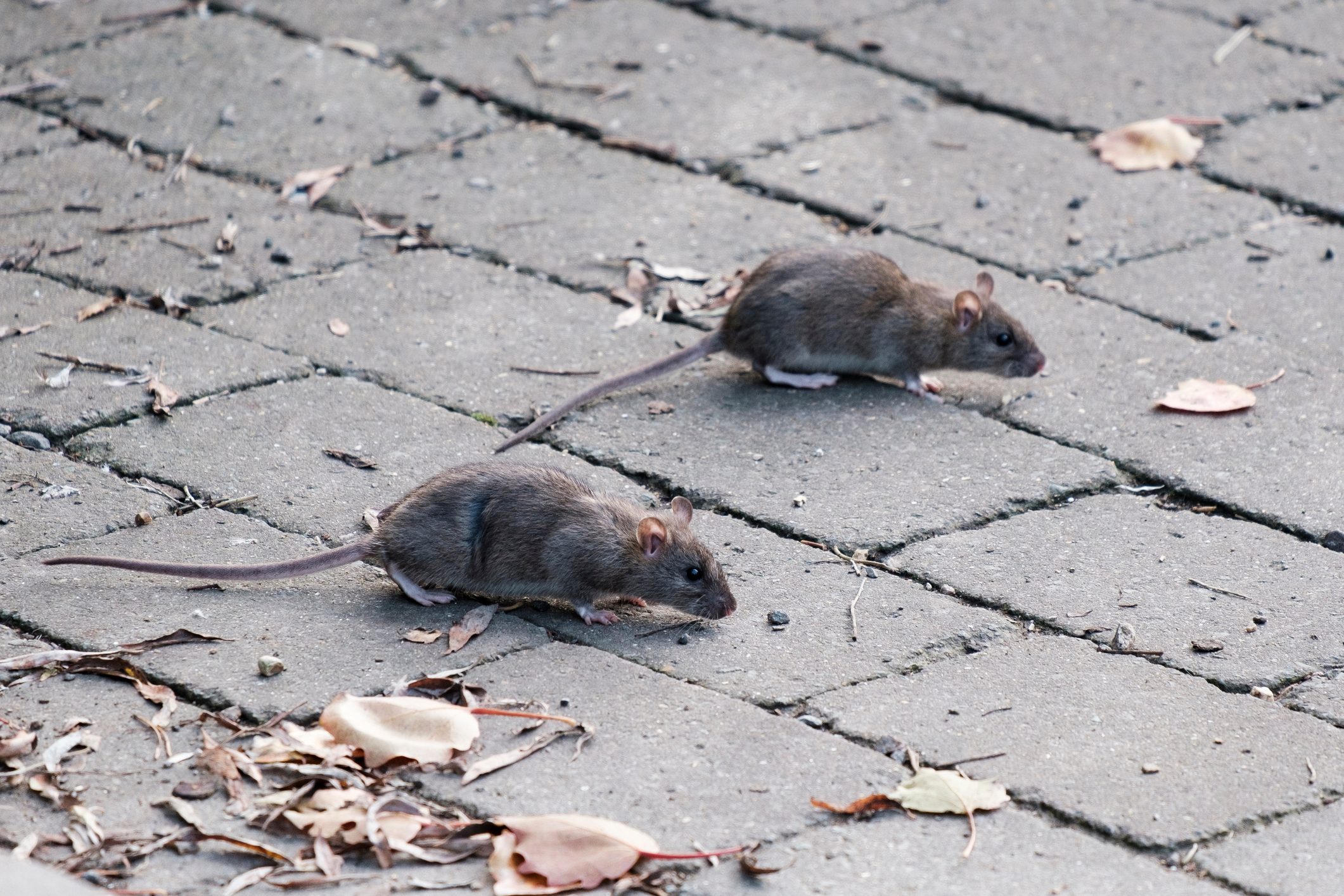 Ranking America’s Most Rat-Infested Cities. Did Yours Make the List?