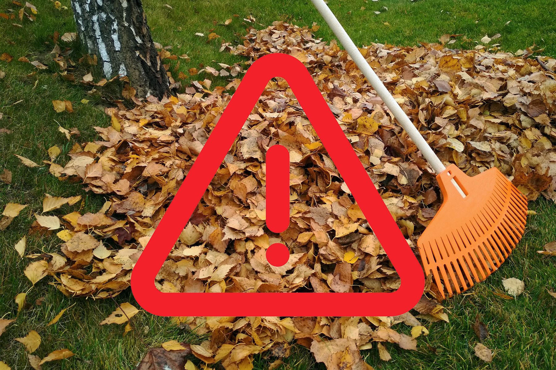 The Hidden Dangers Lurking Beneath Your Leaf Pile