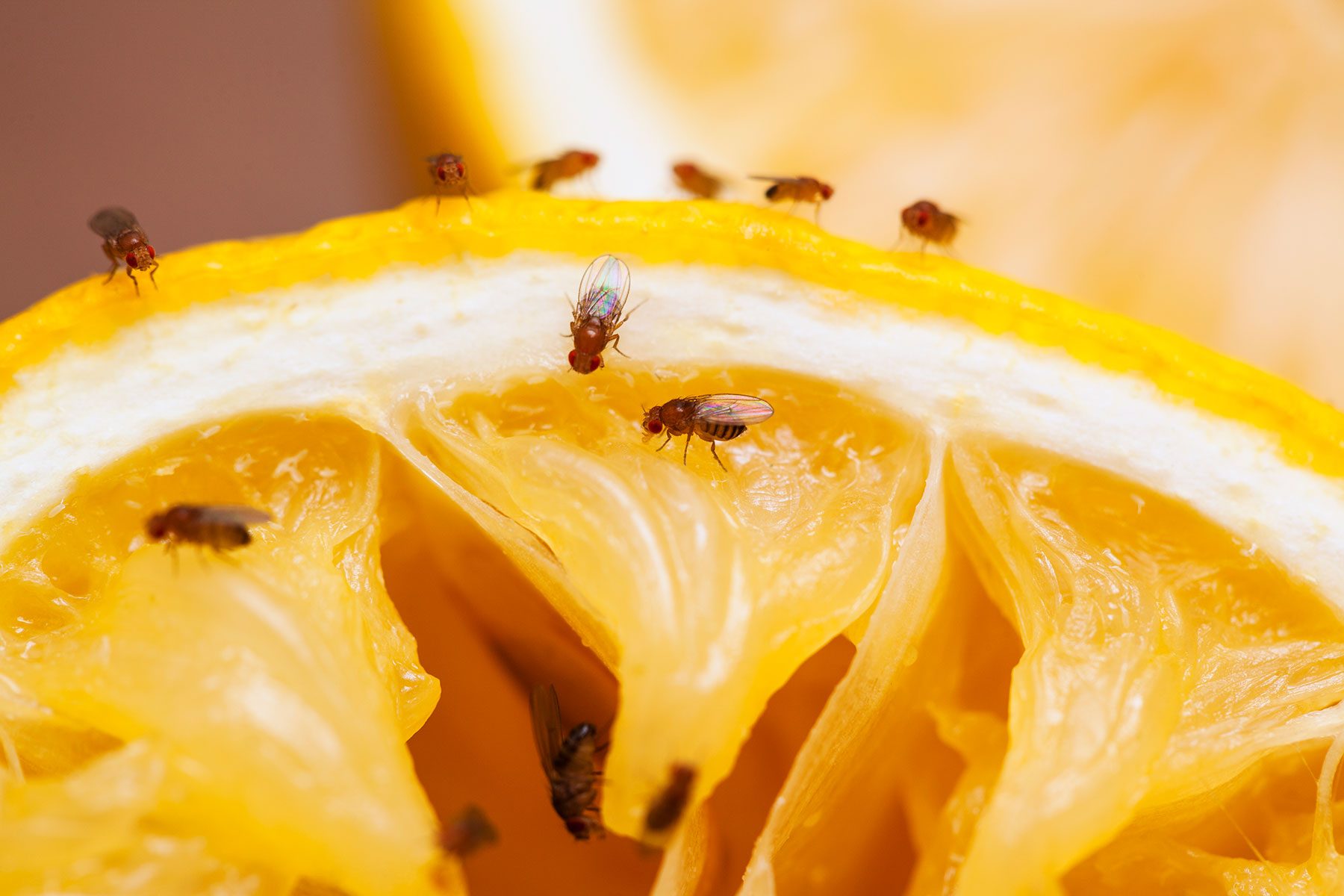 Ways to Make Sure You Never Have Fruit Flies Again