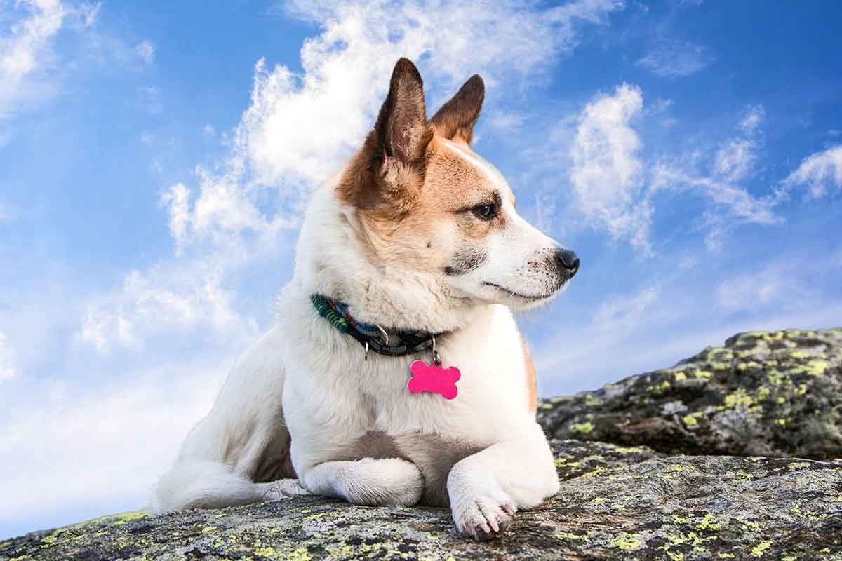 The Top 10 Most Pup-ular Dog Names of 2024