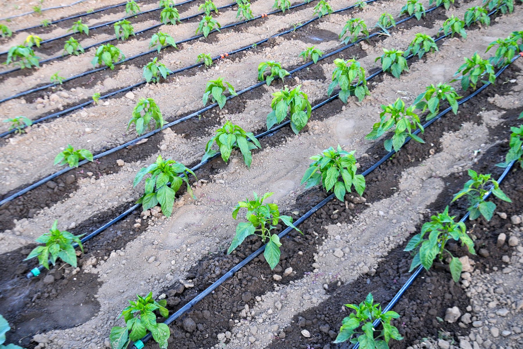 A Guide to Setting Up a Drip Irrigation System for Your Garden