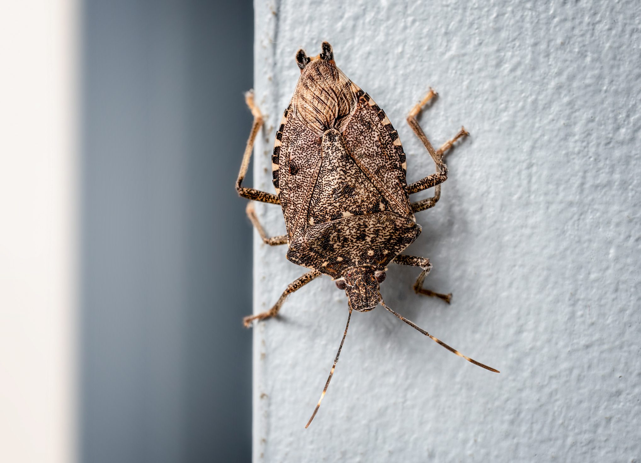 These Stinky Little Pests Are Trying to Get Into Your House Before Winter