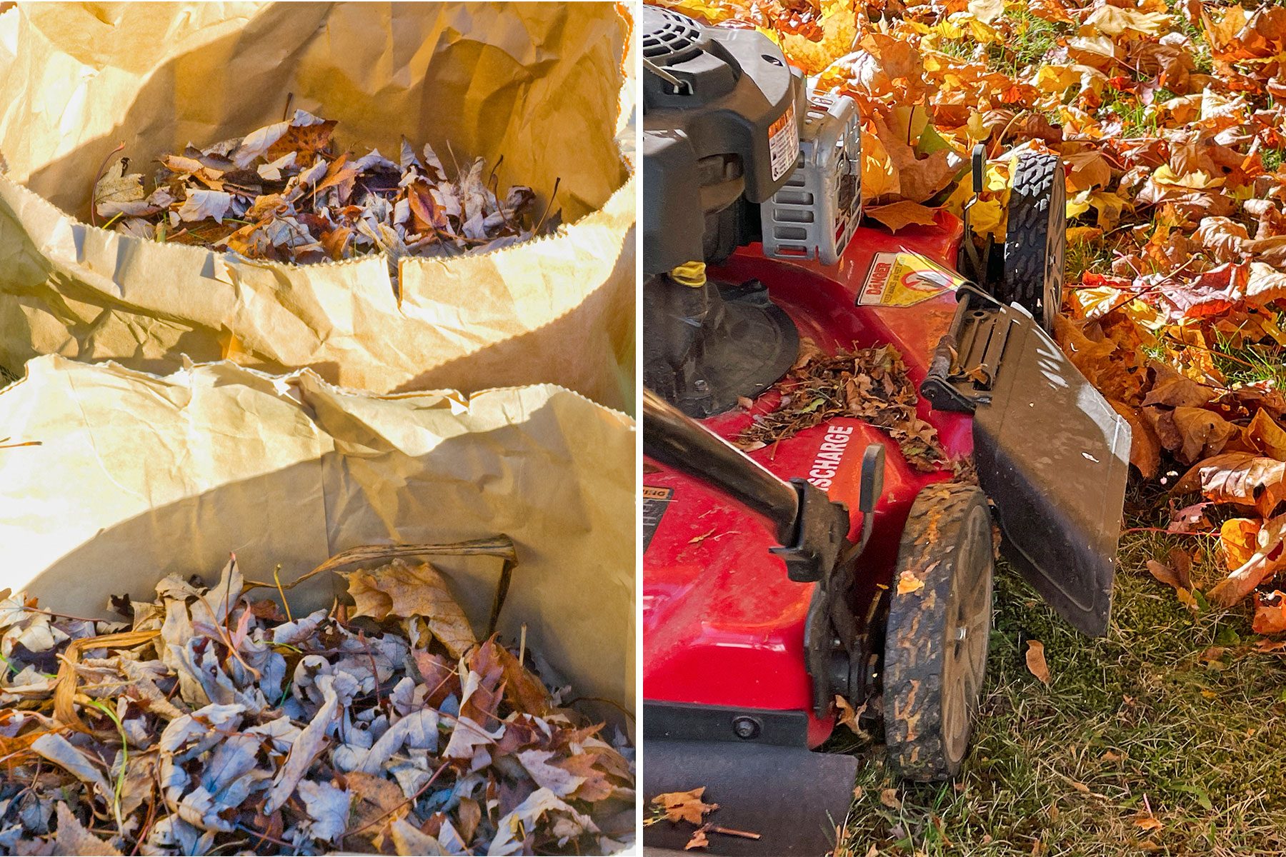 Should You Mulch Leaves or Bag Them?