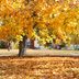 To Rake or Not to Rake: Weighing the Benefits of Leaves