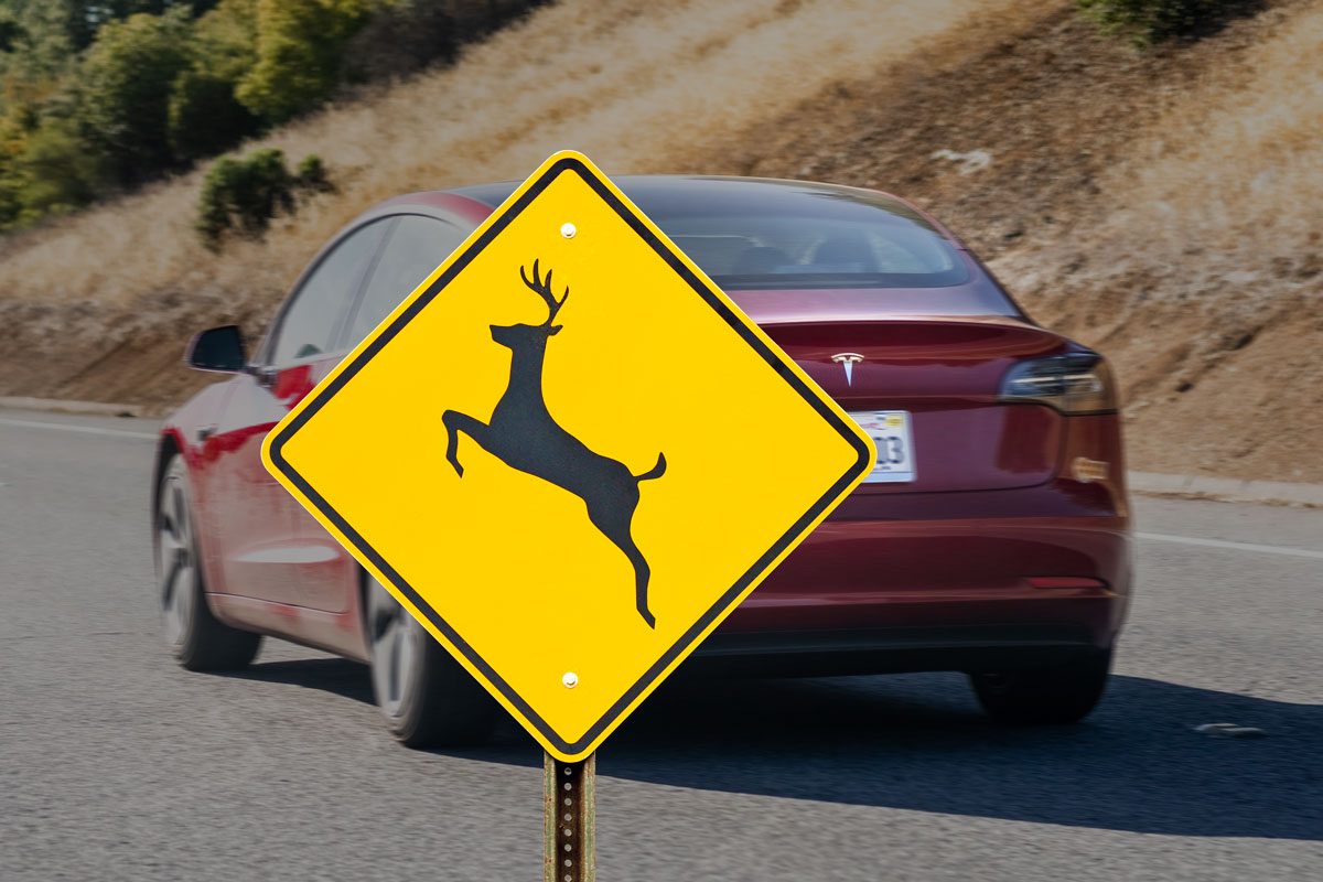 Self-Driving Tesla Hits Deer Without Braking—Is Pedestrian Safety at Risk?