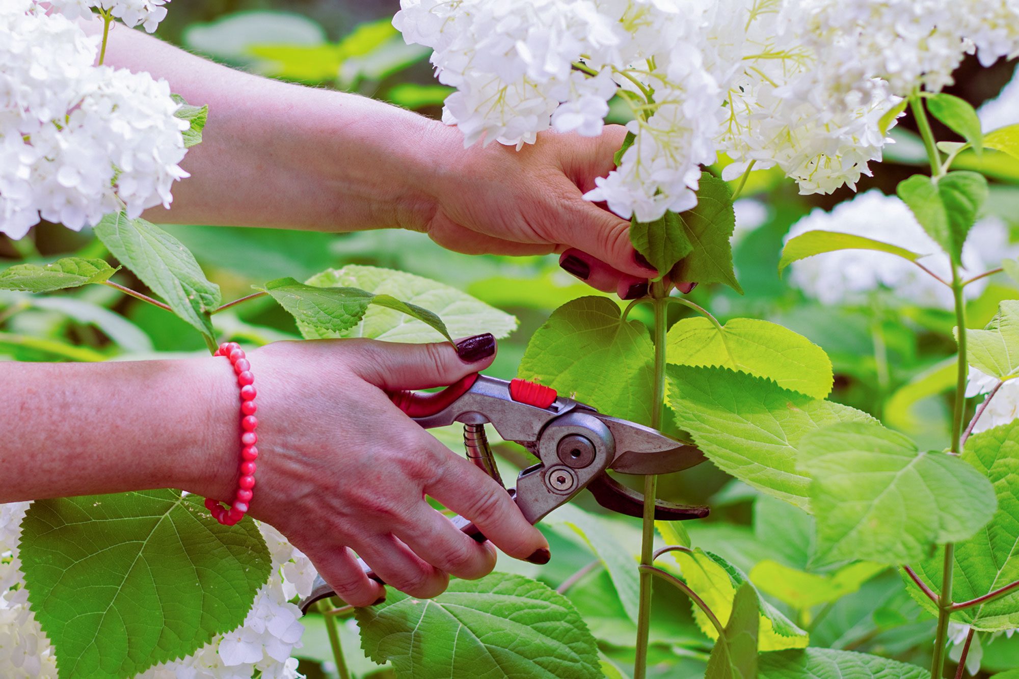 Should You Prune Hydrangeas In the Fall?