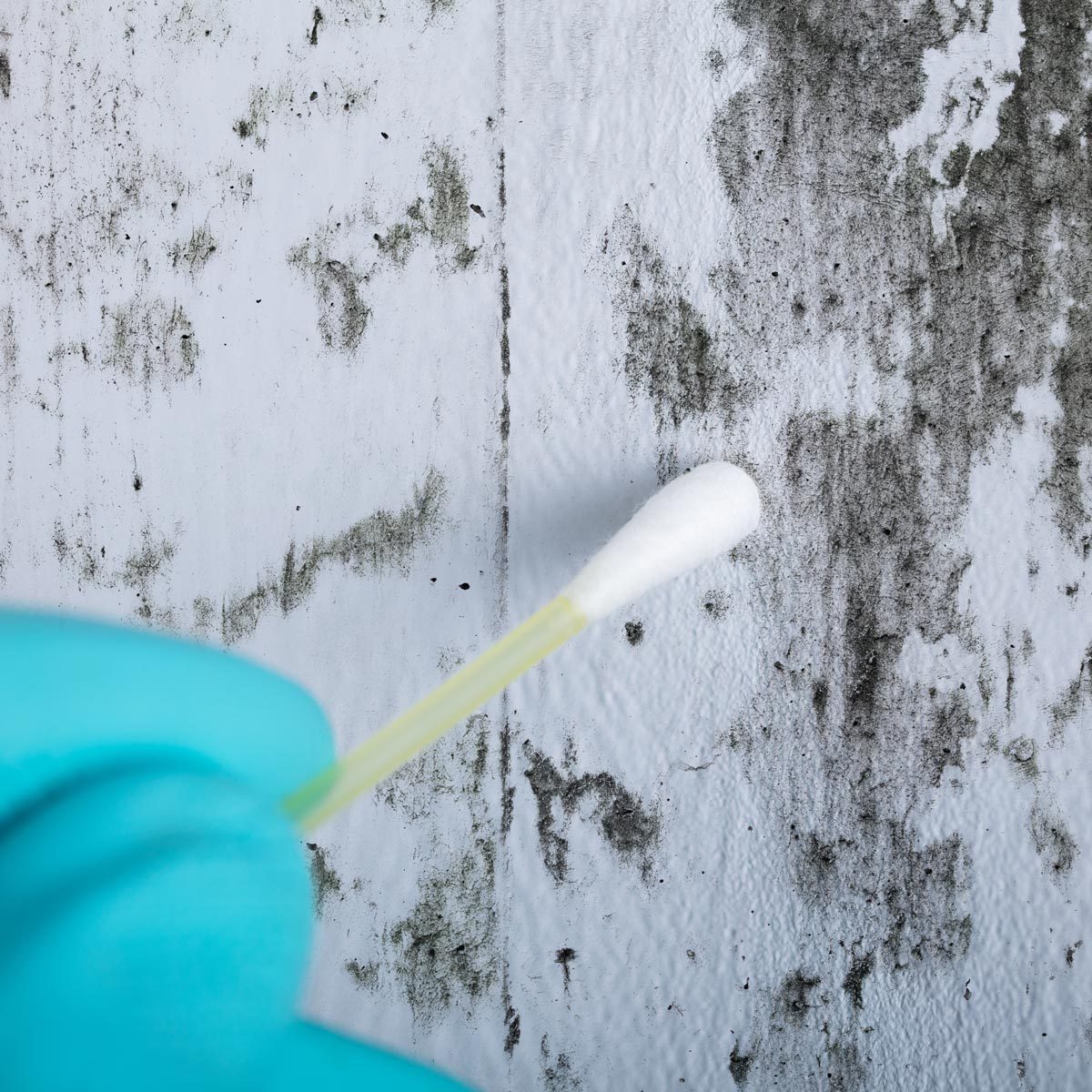 13 Tips To Help Identify And Prevent A Mold Problem In Your House - mold test kit