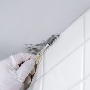 How To Test For Mold In Your Home