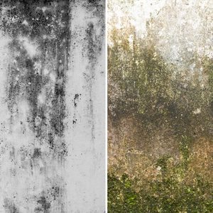 Is It Mold Or Mildew