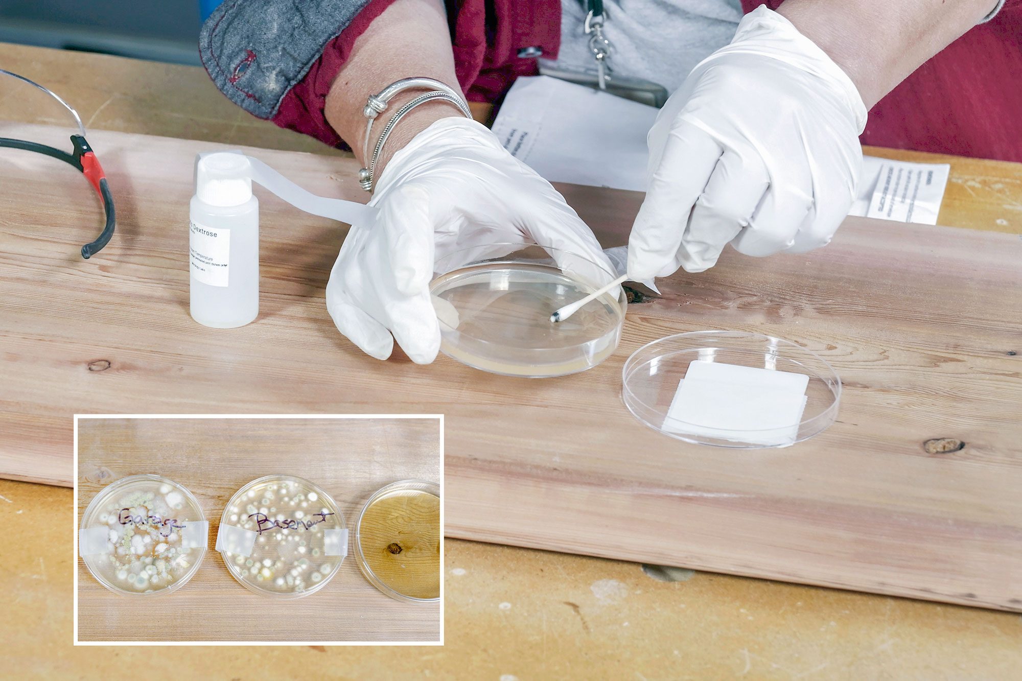 Petri Dish Mold Test Kit