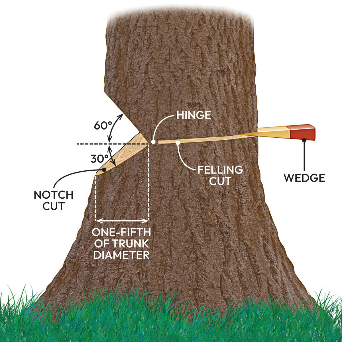 How To Cut Down A Tree Safely Anatomy of a Proper Notch