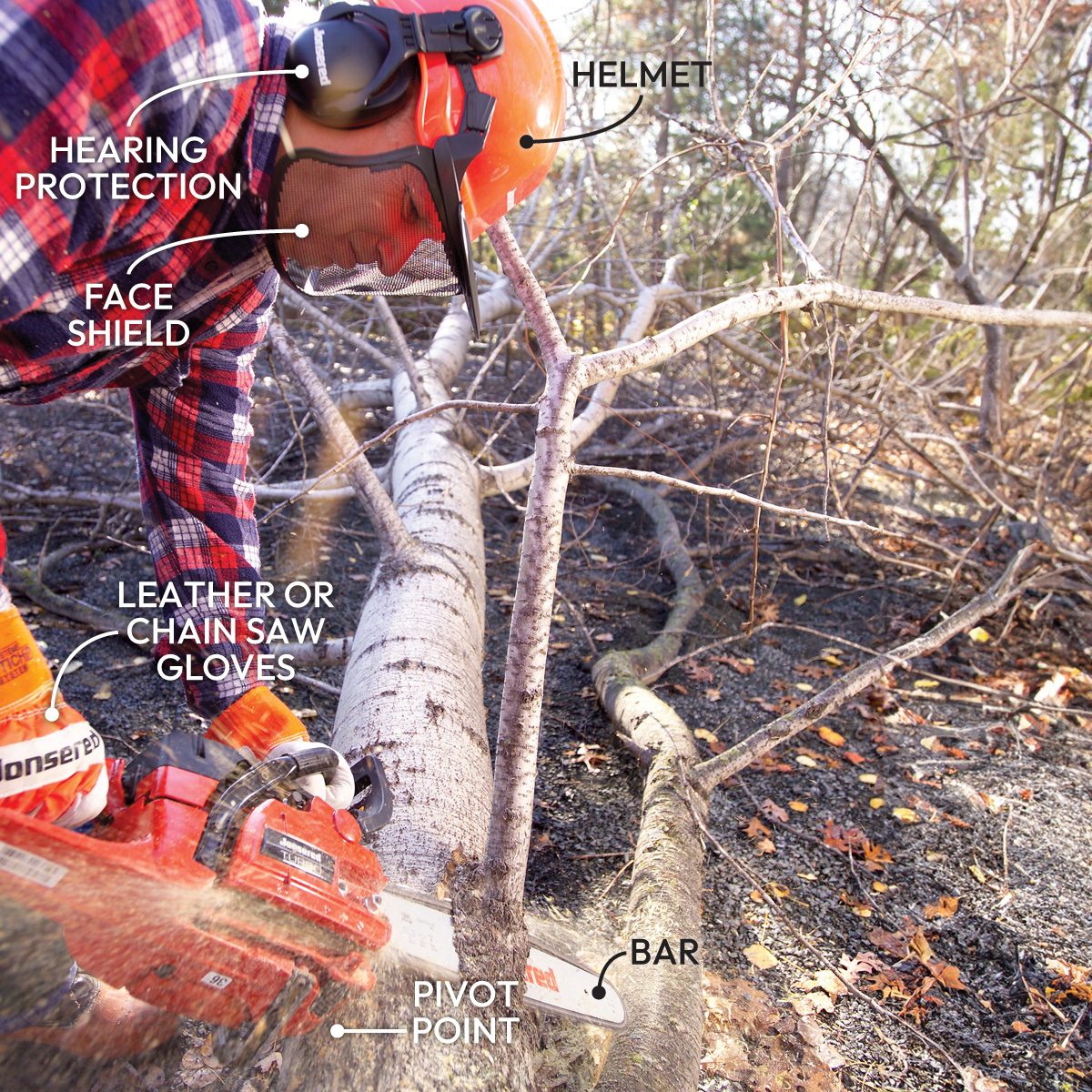 How To Cut Down A Tree Safely Start Cutting Branches at the Trunk