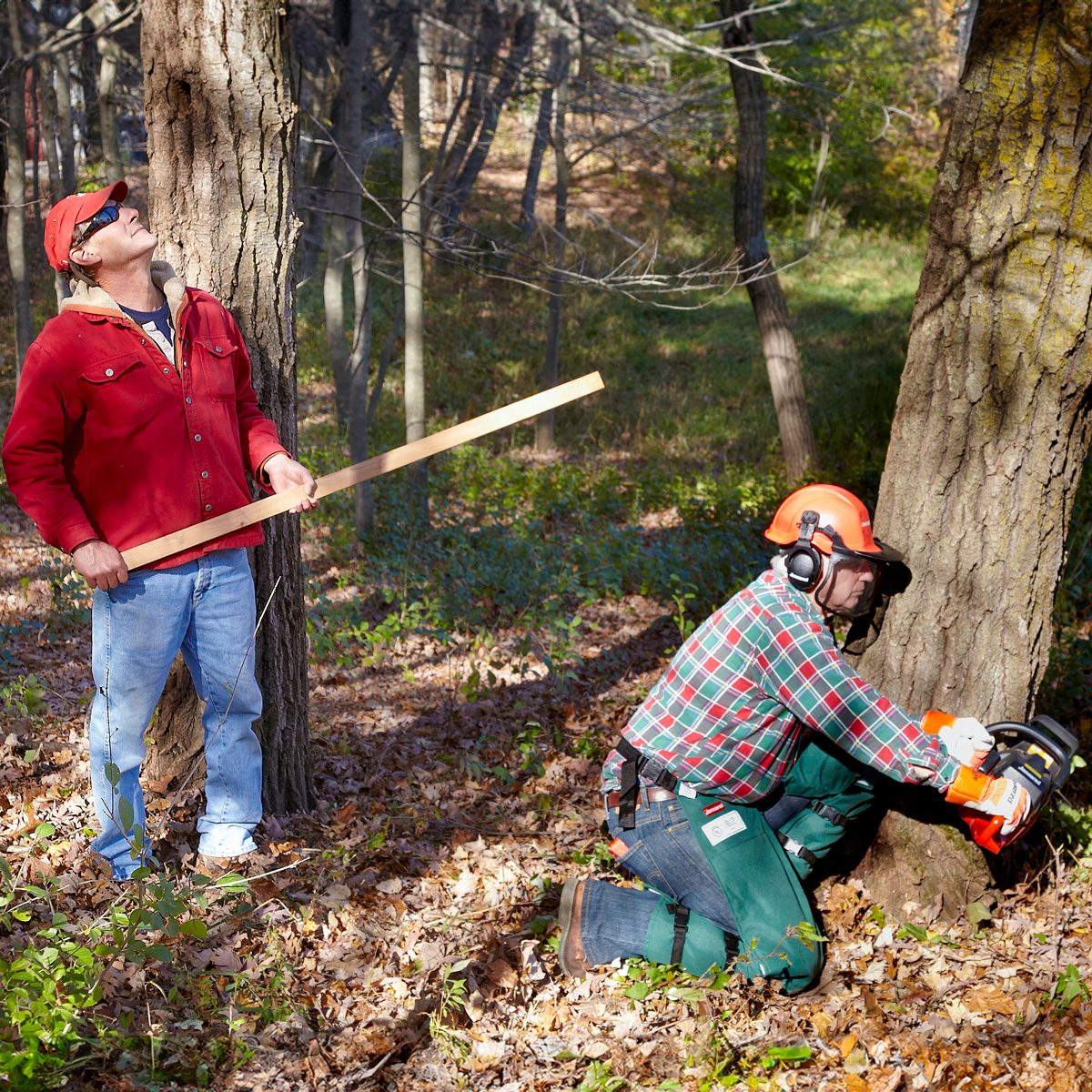 two people are cutting a tree. one is using a saw while the other acts as lookout