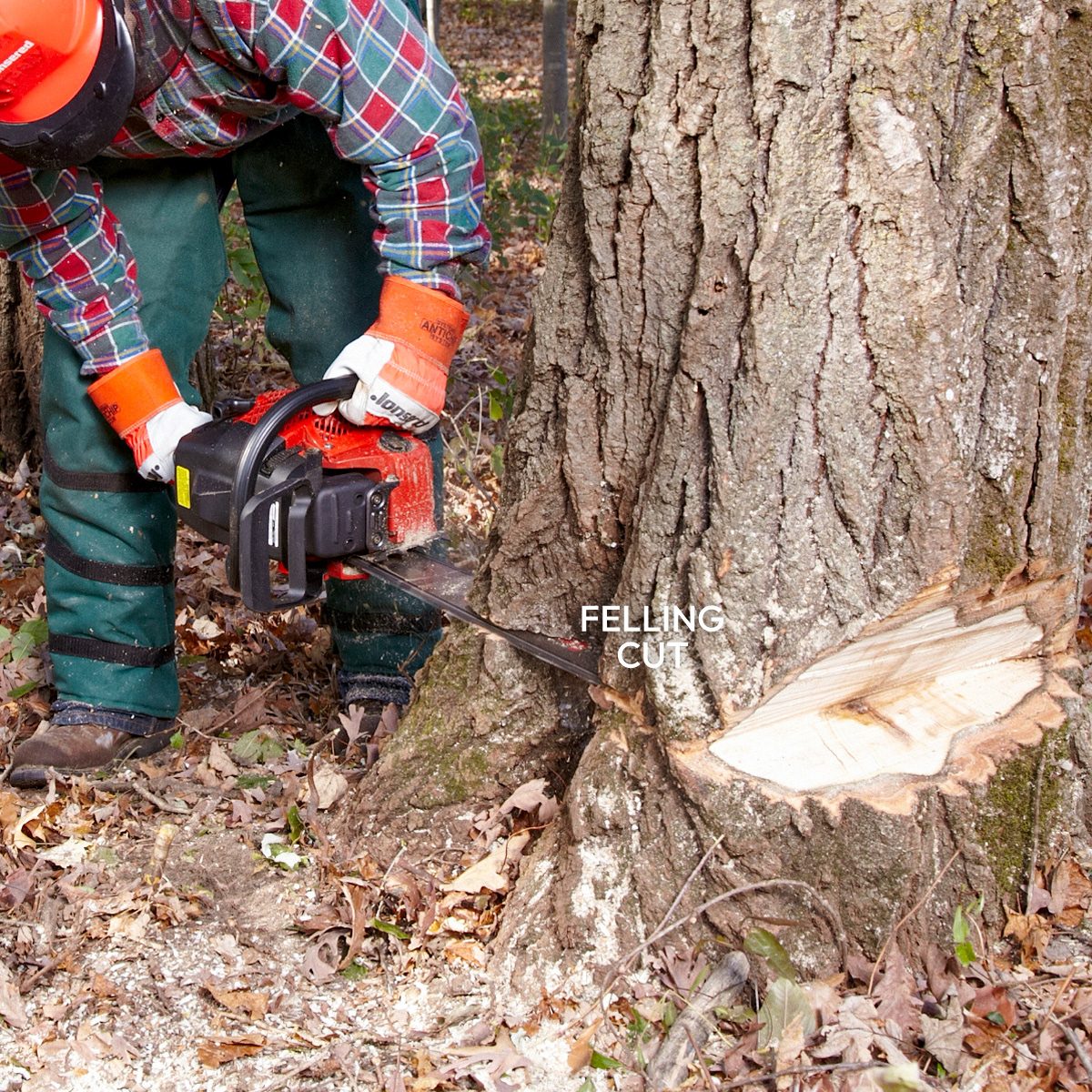 How To Cut Down A Tree Safely Make the Felling Cut