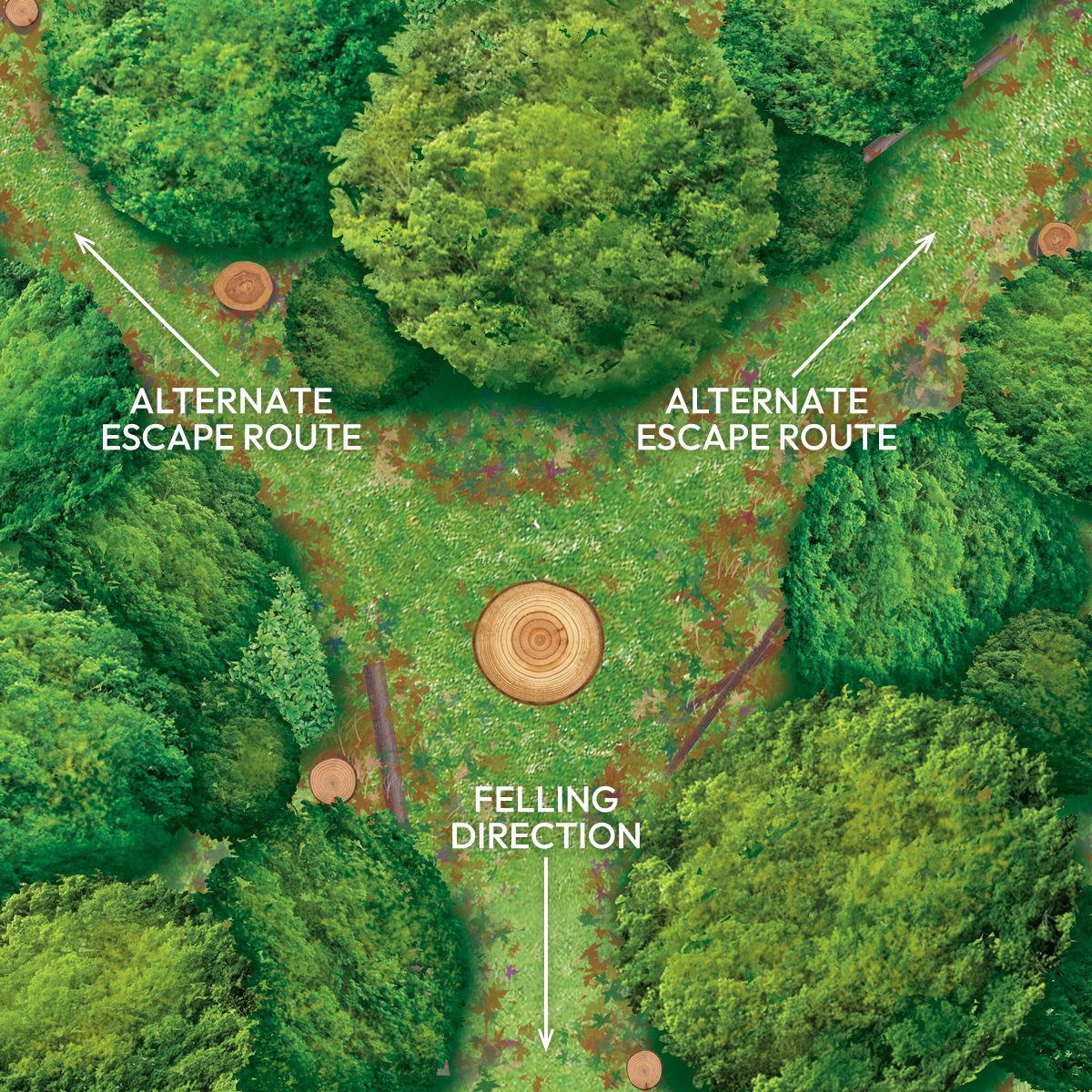 How To Cut Down A Tree Safely Clear a Cutting Zone