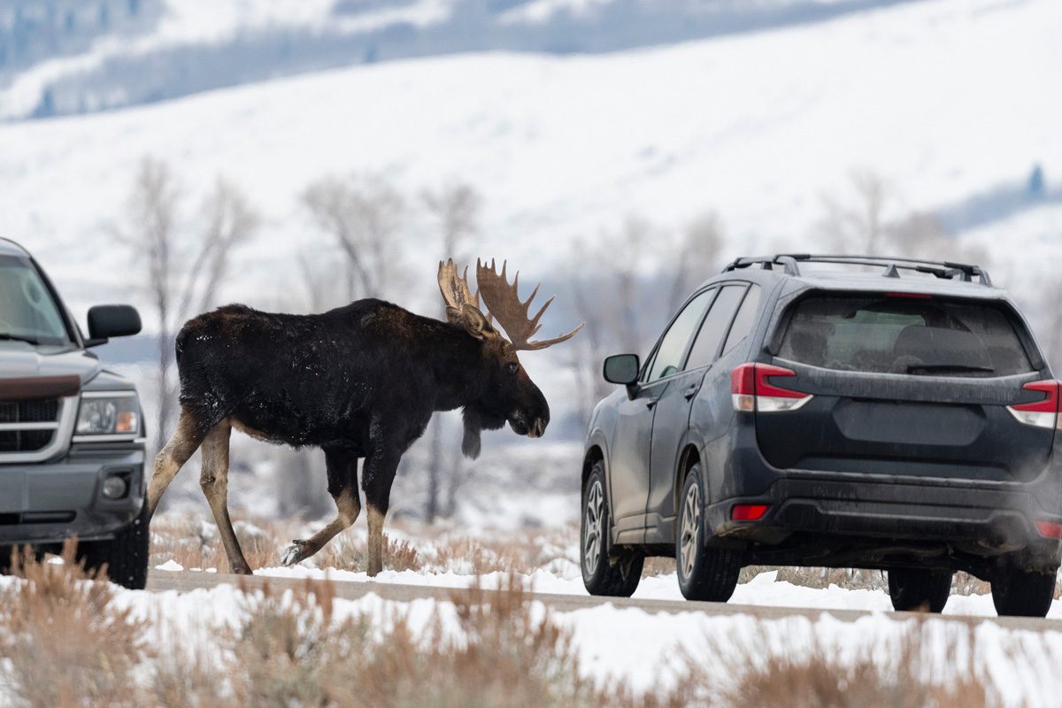 moose crossing the road