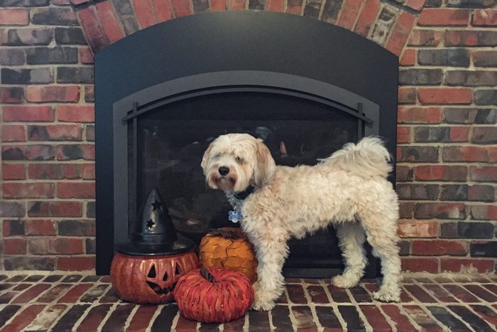 tibetan terrier dog in front of fireplace