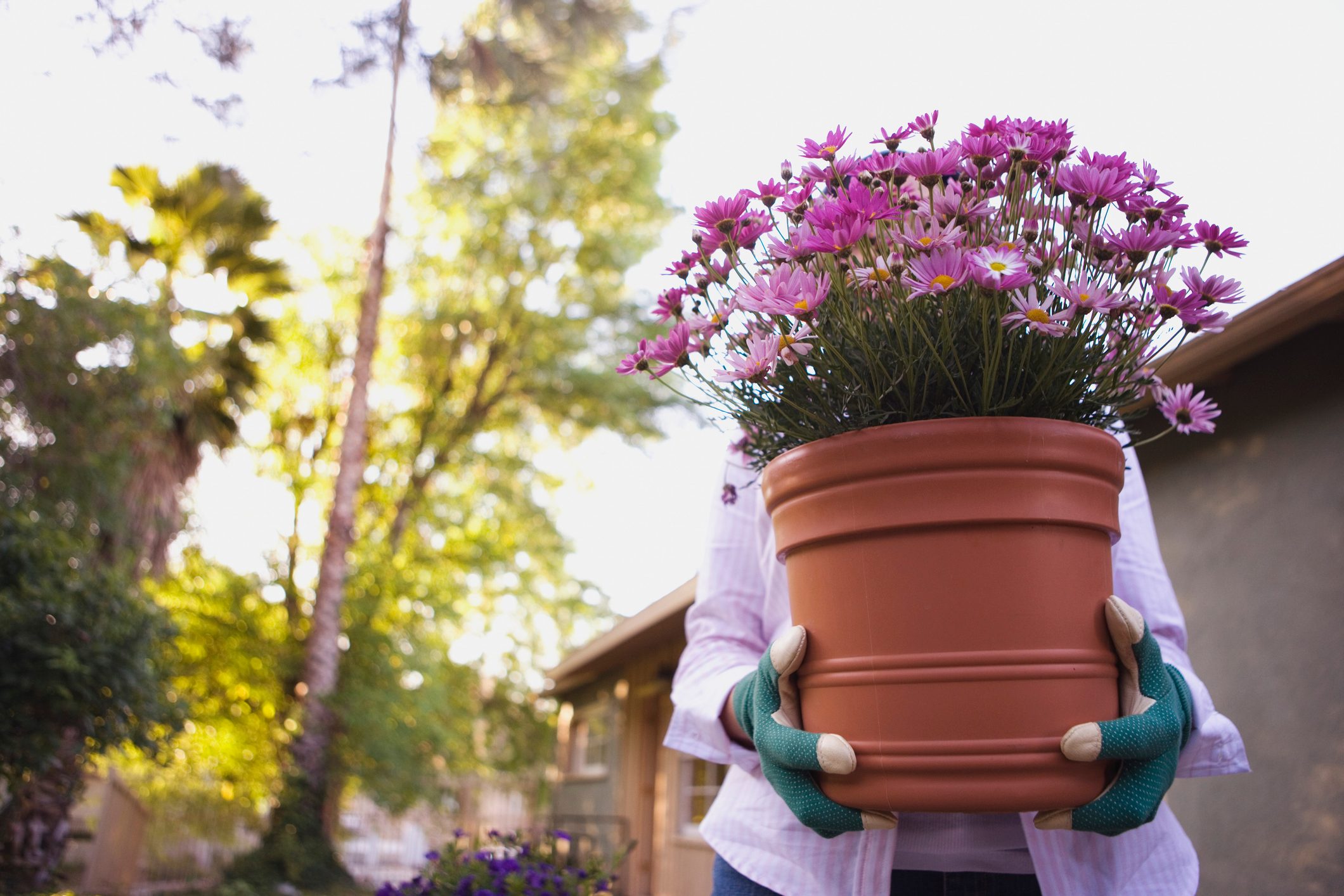 Woman carrying potted plant in terra cotta pot with purple flowers