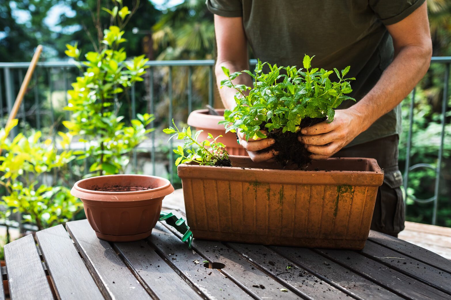 Time for repotting in backyard