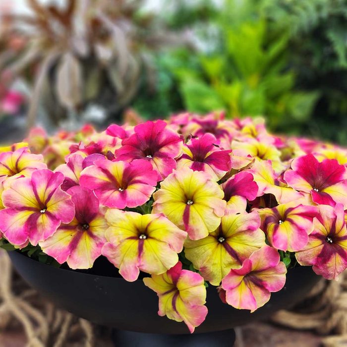 Petunia Shake Raspberry (1)