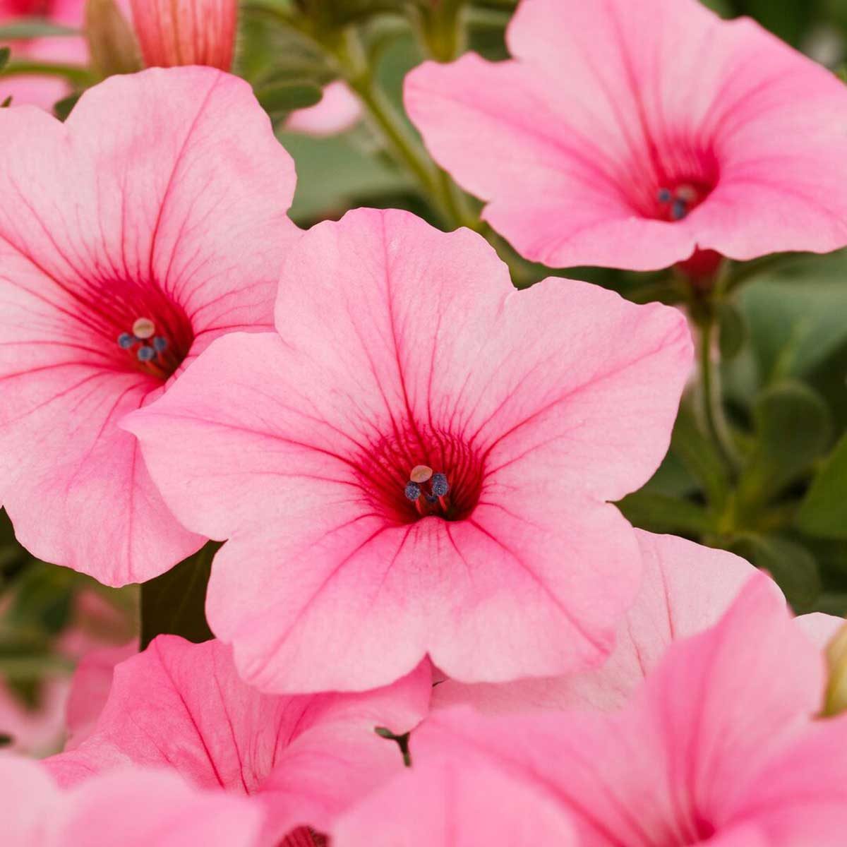 Petuniadekko Maxxpink2