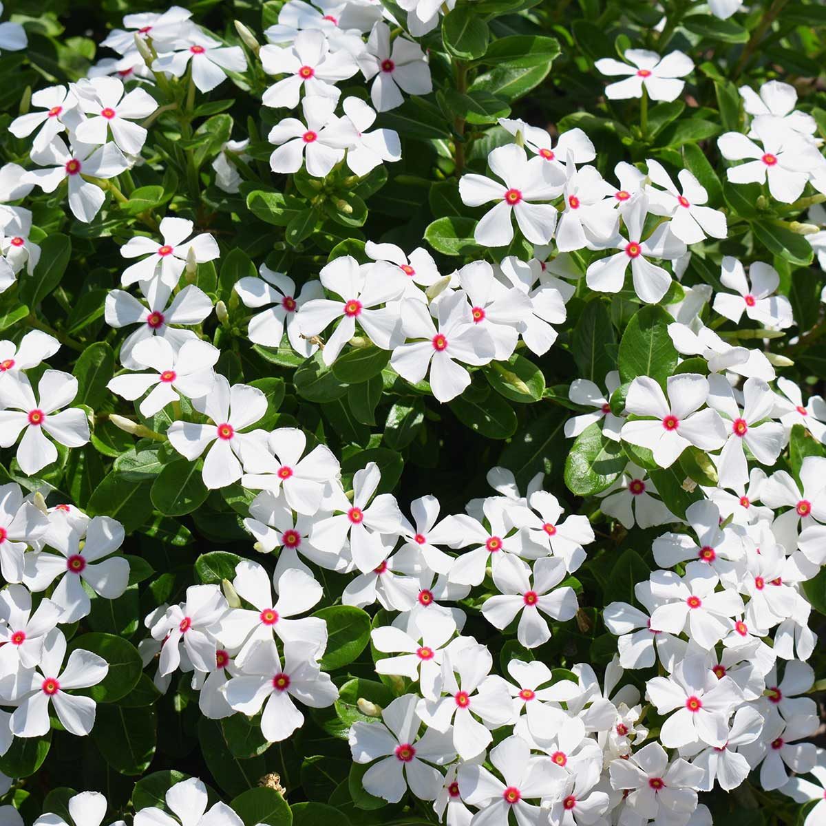 Vinca Sphere Polkadot Closeup