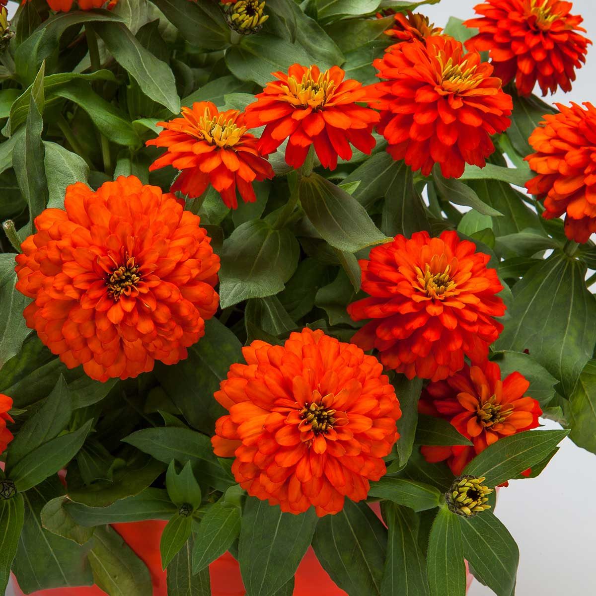 Zinnia Zydeco Fire Imp. In Pot