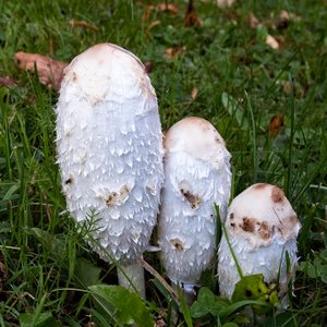 10 Mushrooms Growing In Your Grass And What It Means Gettyimages 1160331798 Yvedit